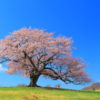 日本人のDNAに刻まれる桜を愛する心