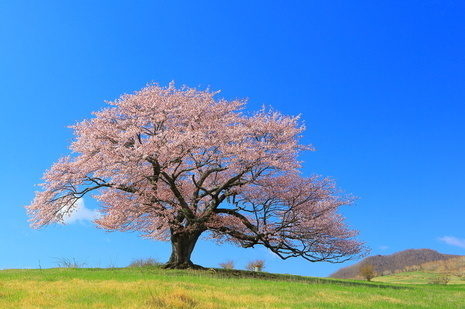 日本人のdnaに刻まれる桜を愛する心 世界マザーサロン