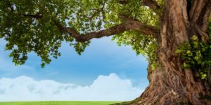 「心の木」を育てよう～東洋思想と子ども瞑想